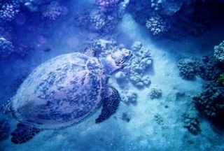  Descubrir el submarinismo 